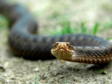 На Волині двох людей покусали змії