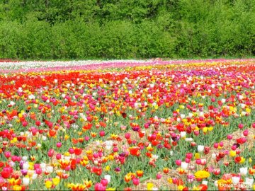 Такої краси на Волині ще не бачили: показали відео з тюльпанового поля