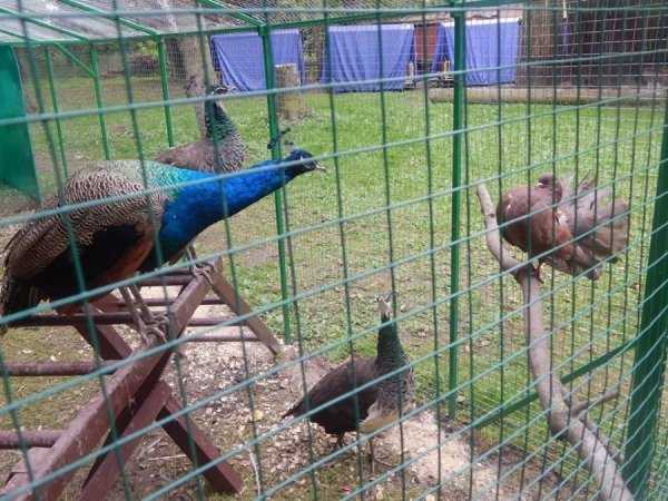 Як дружать жителі Луцького зоопарку. ФОТО