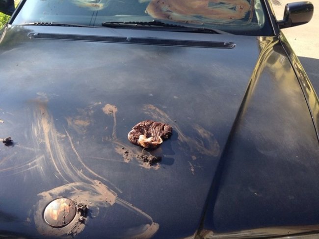 У Луцьку «автохаму» вимазали машину фекаліями. ФОТО