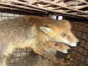 Лисиці у волинському селі об’їдають і кусають чоловіка, який колись їх піймав. ФОТО