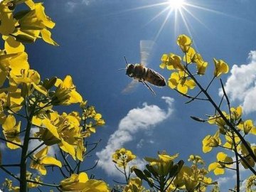 Погода в Луцьку та Волинській області на п’ятницю, 8 червня