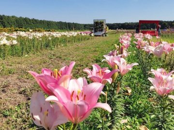 На Волині розпочався осінній фестиваль квітів.ВІДЕО.ФОТО