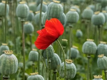 Камінь-каширська поліція боротиметься з маком та коноплею