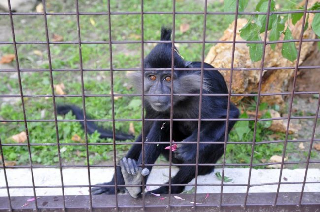 У Луцькому зоопарку – поповнення. ФОТО