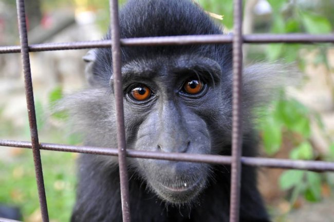 У Луцькому зоопарку – поповнення. ФОТО