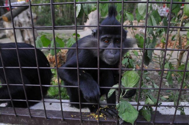 У Луцькому зоопарку – поповнення. ФОТО