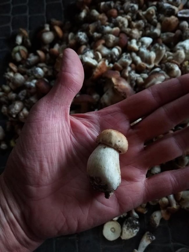 Волинський музикант назбирав гори грибів. ФОТО