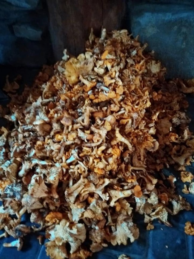 Волинський музикант назбирав гори грибів. ФОТО