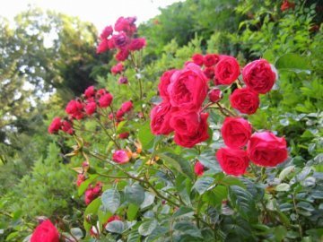 Лучани розікрали алею троянд