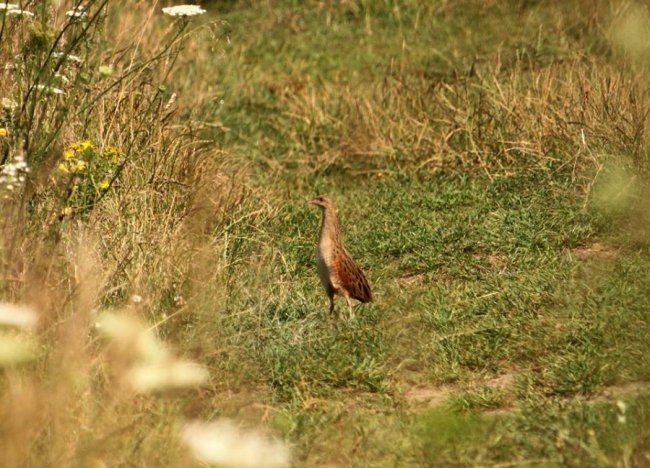 Показали пернатого мешканця волинського заповідника. ФОТО