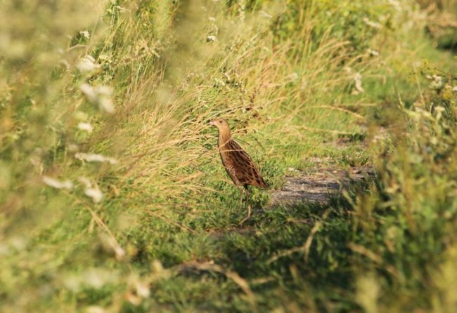 Показали пернатого мешканця волинського заповідника. ФОТО