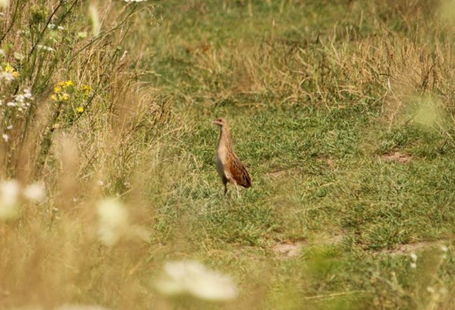 Показали пернатого мешканця волинського заповідника. ФОТО
