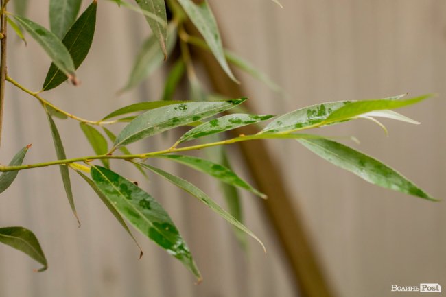 Парасольки і калюжі: дощовий день у Луцьку. ФОТО