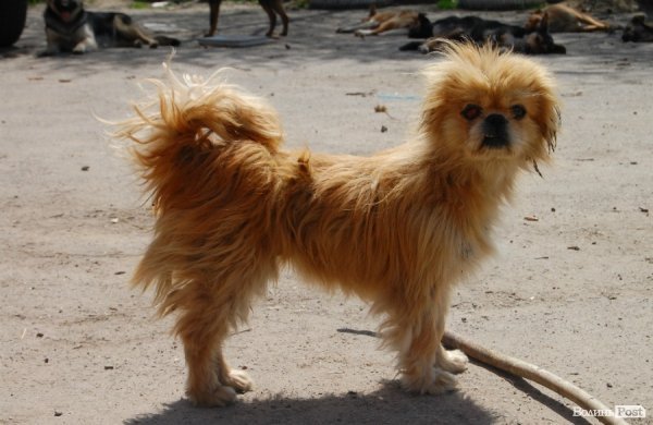 Іноземці безплатно стерилізуватимуть луцьких собак