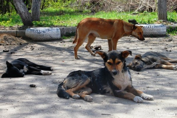 Іноземці безплатно стерилізуватимуть луцьких собак