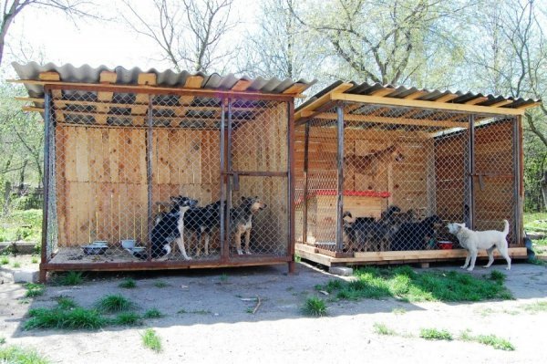 Іноземці безплатно стерилізуватимуть луцьких собак