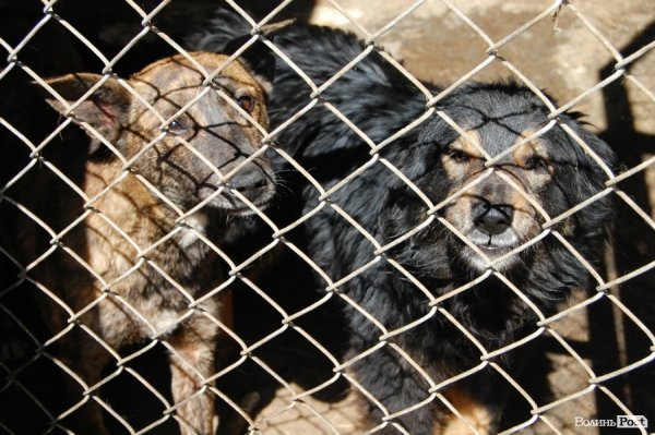 Іноземці безплатно стерилізуватимуть луцьких собак