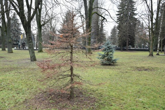 На чотирьох локаціях Луцька до кінця грудня зріжуть аварійні та хворі дерева