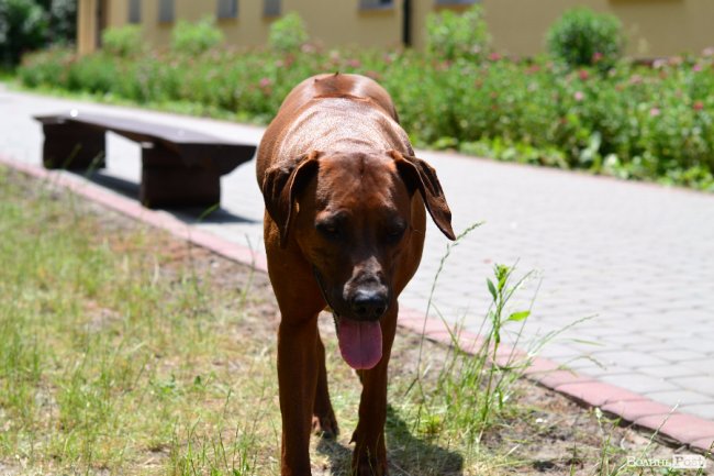  «Волинські вакації»: як відпочивають діти військових та волонтерів