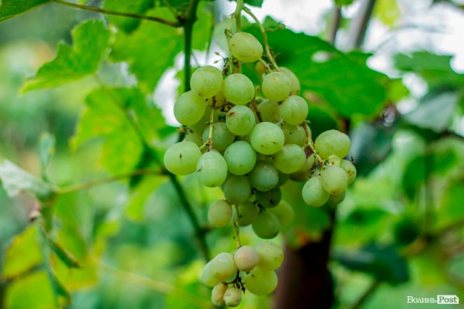 Соковиті й налиті сонцем дарунки осені: що вродило в садах і на городах лучан. ФОТО