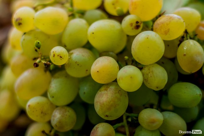 Соковиті й налиті сонцем дарунки осені: що вродило в садах і на городах лучан. ФОТО