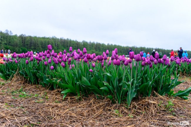 Попри негоду «Волинська Голландія» гостинно зустрічає гостей. ФОТО