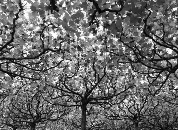 Кращі роботи фотоконкурсу від National Geographic. ФОТО