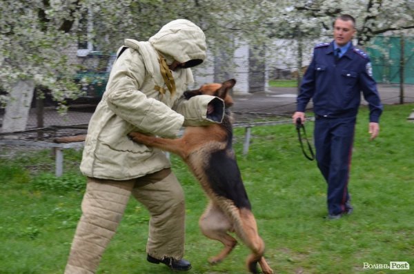 Як живуть та тренуються службові собаки. ФОТО