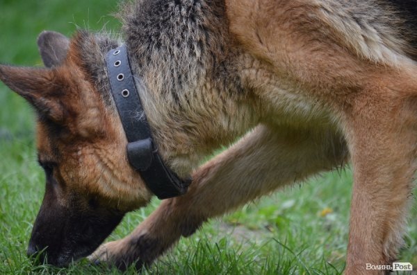 Джолі шукає гільзи від патронів