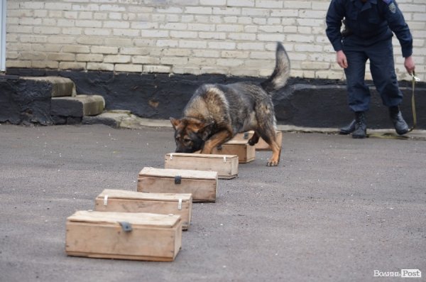 Як живуть та тренуються службові собаки. ФОТО