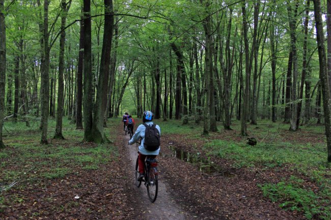 Водосховище та затоплений ліс: подорож цуманськими дібровами. ФОТО