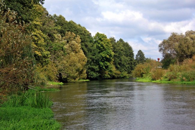 Водосховище та затоплений ліс: подорож цуманськими дібровами. ФОТО
