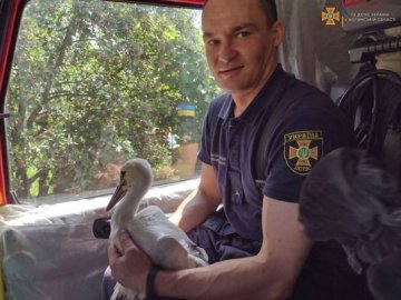 У Луцькому зоопарку прихистять лелеку, якого рятувальники визволили з пастки