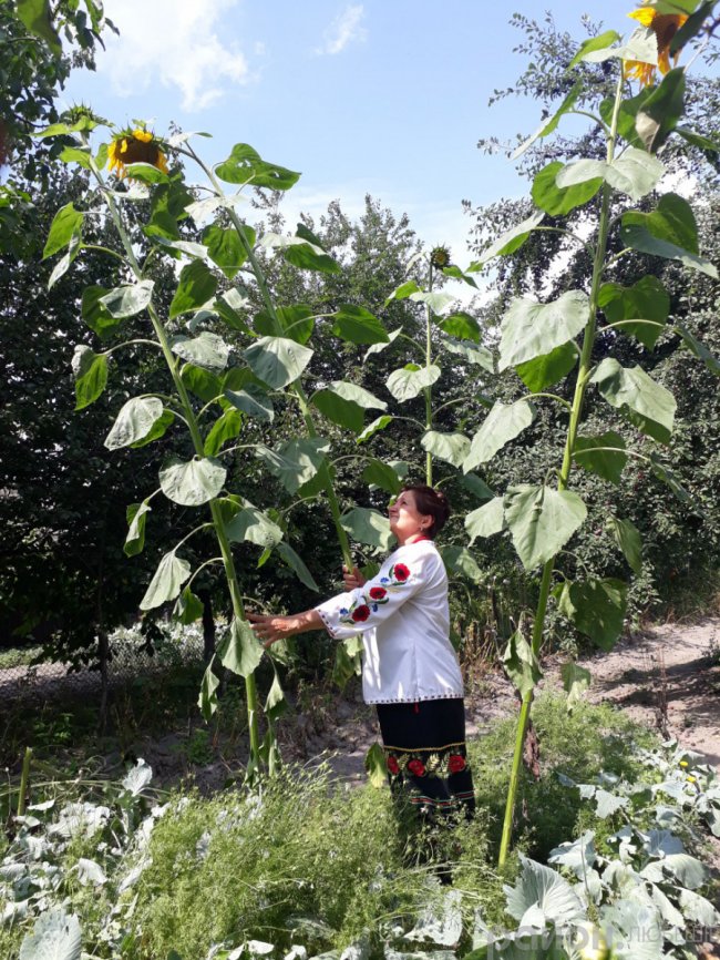 У місті на Волині виросли велетенські соняшники. ФОТО