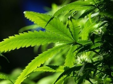 У Грузії повністю легалізували вживання марихуани