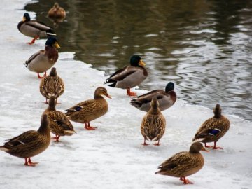У «волинській Швейцарії» знову зимують дикі качки. ФОТО