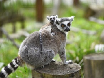 1 червня діток до Луцького зоопарку пускатимуть за пів ціни