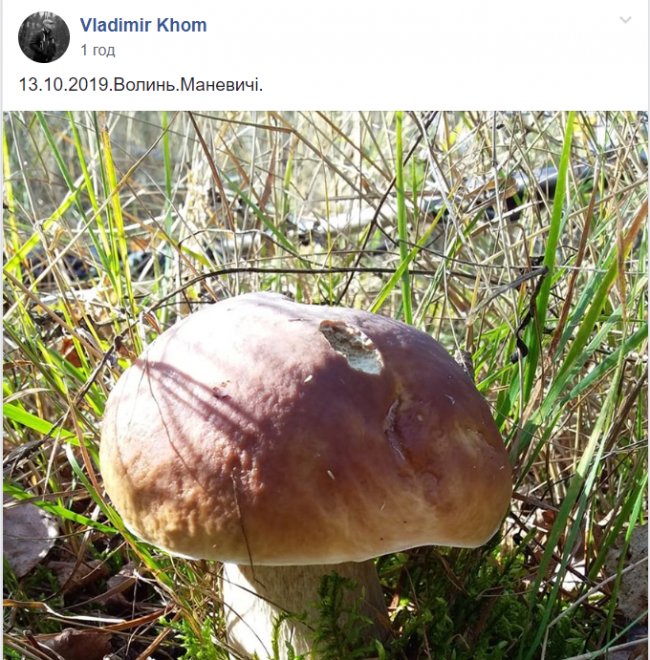 Грибні вихідні: волиняни хваляться «уловом» у соцмережах. ФОТО