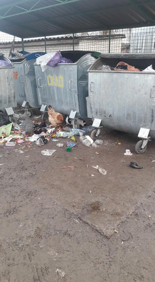 Сморід, кури і коти: у волинському селищі – гори сміття. ФОТО