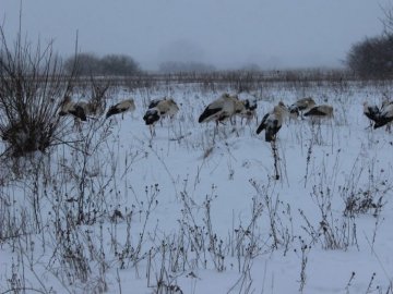 На Волині від холоду рятують лелек. ФОТО