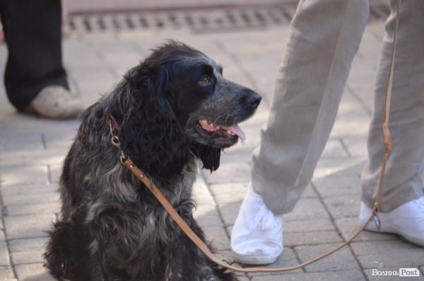 Львівський гурт примусив циган танцювати в центрі Луцька. ФОТО ВІДЕО