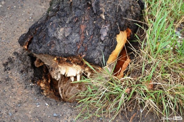 Негода повалила білборд на дорогу та дерево на дитячий майданчик. ФОТО