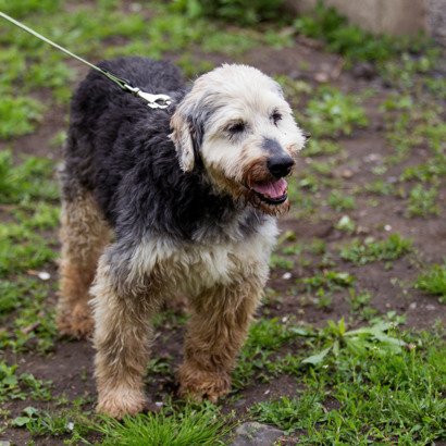 Песик Борис