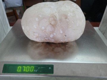 Волинянка знайшла гігантського гриба. ФОТО