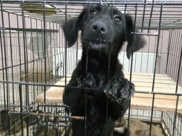 Як у Луцьку стерилізують безпритульних тварин