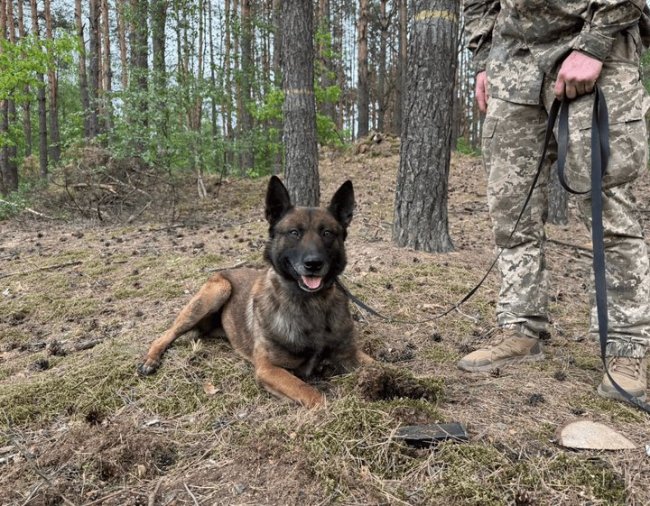 Як волинський прикордонник та його пес Ігнес охороняють кордон з Білоруссю