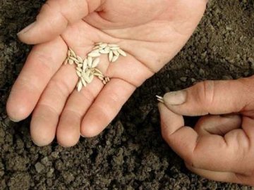 Корисні властивості огіркового насіння*