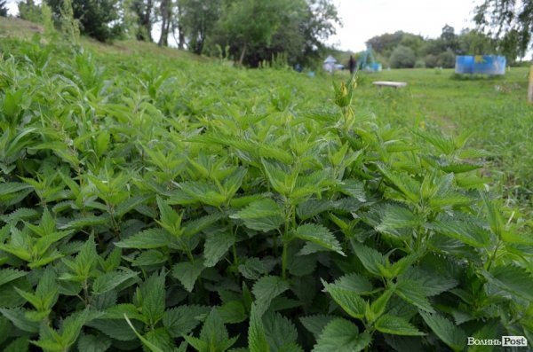 Пляж у Луцьку до купального сезону поки не готовий. ФОТО