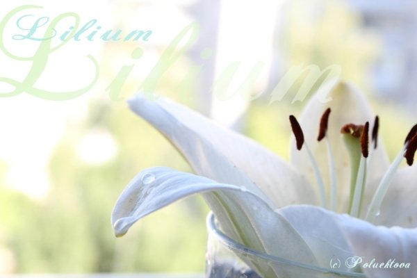 Фотовиставка Тетяни Полуектової